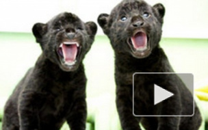 В петербургском зоопарке котята ягуара получили индейские имена