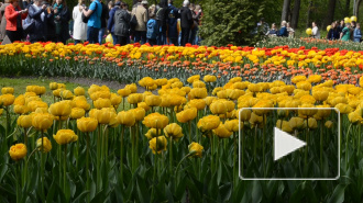 В Петербурге начали высаживать кусты сирени, шиповника и розы