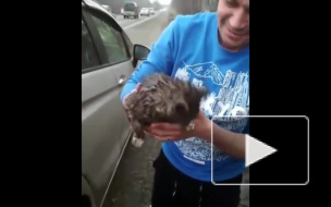 Кот из Приморья проехал 130 километров на задней подвеске автомобиля