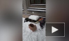В сети появилось видео спасения енотовидной собаки из поселка Песочный
