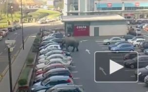 В Ирландии сбежавший слон сумел добраться только до автостоянки