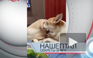 Опубликован выпуск новостей с собаками вместо сюжетов