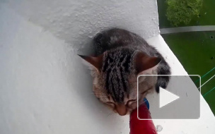 В Сингапуре спасатели сняли на видео спасение котика с 12 этажа