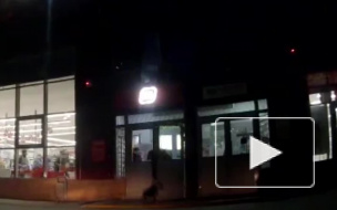 Видео: В Саратове бультерьер набросился на женщину с ребенком в магазине