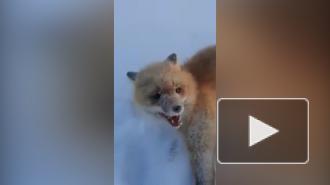 В Якутии вновь ищут живодеров из-за нового жестокого видео с лисой