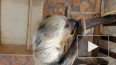 В Ленинградском зоопарке показали, как ленивец засыпает ...
