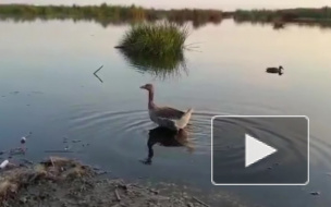 Спасенного в Фонтанке гуся отпустили на волю после реабилитации 