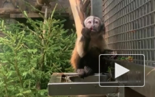 В конкурсе на имя детеныша капуцина приняли участие более 600 петербуржцев