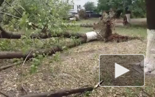 В субботу в Петербурге ожидается опасный "древопад" из-за сильного ветра