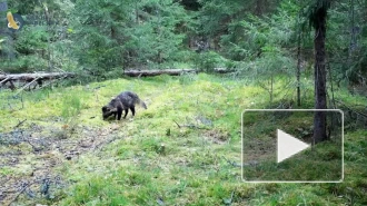 Видеоловушка Нижне-Свирского заповедника засняла енотовидную собаку