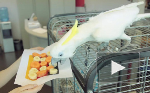 Попугай-пророк скучает по ЧМ-2014