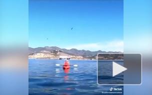 Видео момента нападения: У берегов Калифорнии кит едва не проглотил двух женщин 