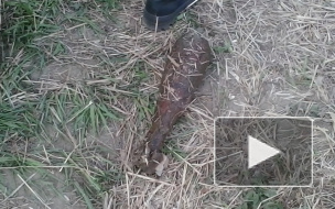 Найденные на причале в Кировском районе 118 снарядов вывезли на полигон