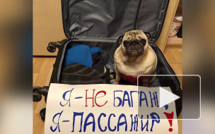 Россияне запустили флешмоб в поддержку животных, летающих в багажном отсеке