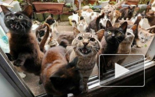 Мать, любящая животных, довела сына-школьника до самоубийства