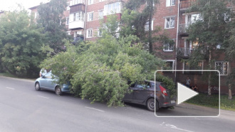 В Иркутске дерево упало на автомобили