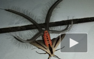 Жуткое волосатое насекомое с щупальцами снял на видео у себя дома житель Индонезии