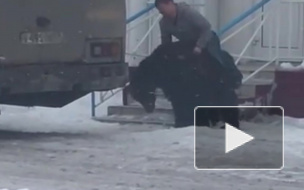 Смелое видео: на Ямале мужчина оседлал медведя
