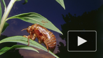 Во Франции миллион пчел приняли мучительную смерть, захлебнувшись собственным медом после ДТП