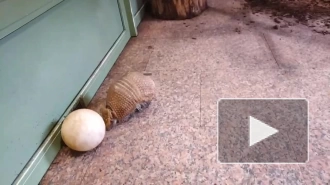 В Ленинградском зоопарке показали игру броненосца Шарика