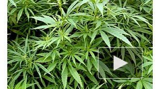Власти Грузии хотят легализовать марихуану