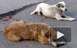 ЗакС призвал Полтавченко разобраться с массовыми отравлениями собак 