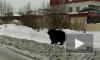 Видео из Нижневартовска: по городу мечется дикий медведь 