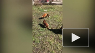 Видео: на детской площадке в Шушарах гуляет лиса