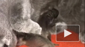 В приморском зоопарке кошка усыновила трех новорожденных енотов