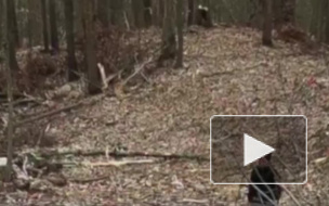Опубликовано видео с места крушения медицинского вертолета в США