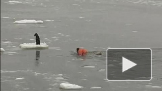 Доброе видео: спасение собаки со льдины