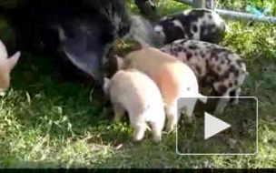 Свинной вылет)