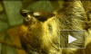 Ленивых ленивцев в Ленинградском зоопарке заставляют делать зарядку