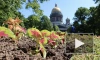 Видео: как петербургские садовники украсили Александровский сад к Фестивалю цветов 