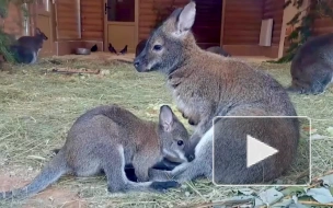 В Ленинградском зоопарке малыш кенгуру Беннетта начал выходить из материнской сумки