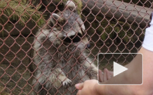 Площадку под новый зоопарк выберут к сентябрю 