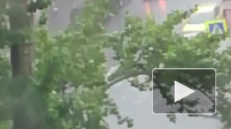 Тропический ливень с грозой накрыл Петербург: фото и видео из социальных сетей