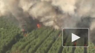 В Ростовской области введен режим ЧС из-за лесных пожаров 