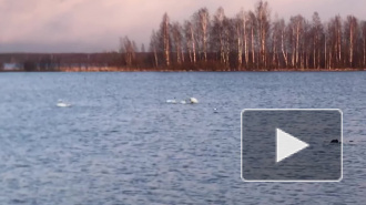 Видео: на озеро Разлив прилетели лебеди