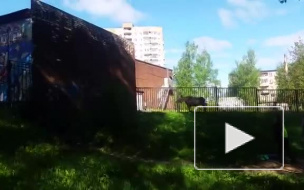 Перепуганный лось бегал по Ярославлю