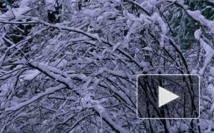 Шевчук, Покровский, Любич, Шнуров спели в поддержку "Ночлежки" и бездомных песню "Ой, мороз, мороз"