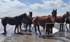 В Тюменской области спасли табун лошадей
