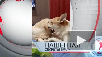 Опубликован выпуск новостей с собаками вместо сюжетов