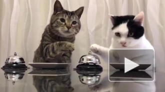 Забавное видео из Японии: коты подчинили себе человека