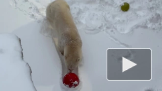 В Ленинградском зоопарке призвали радоваться зиме как белая медведица Хаарчаана
