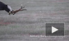 Орлан выхватил добычу из пасти лисы на лету