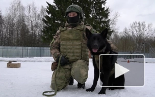 Под Петербургом кинологи Росгвардии обучают собак поиску взрывчатых веществ 