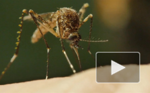 Ученый сообщил о возможном исчезновении комаров из-за теплой зимы