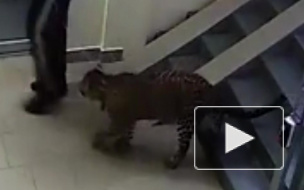 В Нижнем мужчина регулярно выгуливает без намордника леопарда