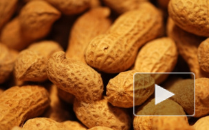 В Петербурге задержали партию арахиса, зараженную опасными жуками